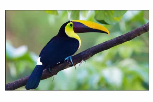 Изображение Панель для видеостены Exell 55" EXPD-WA55AB15